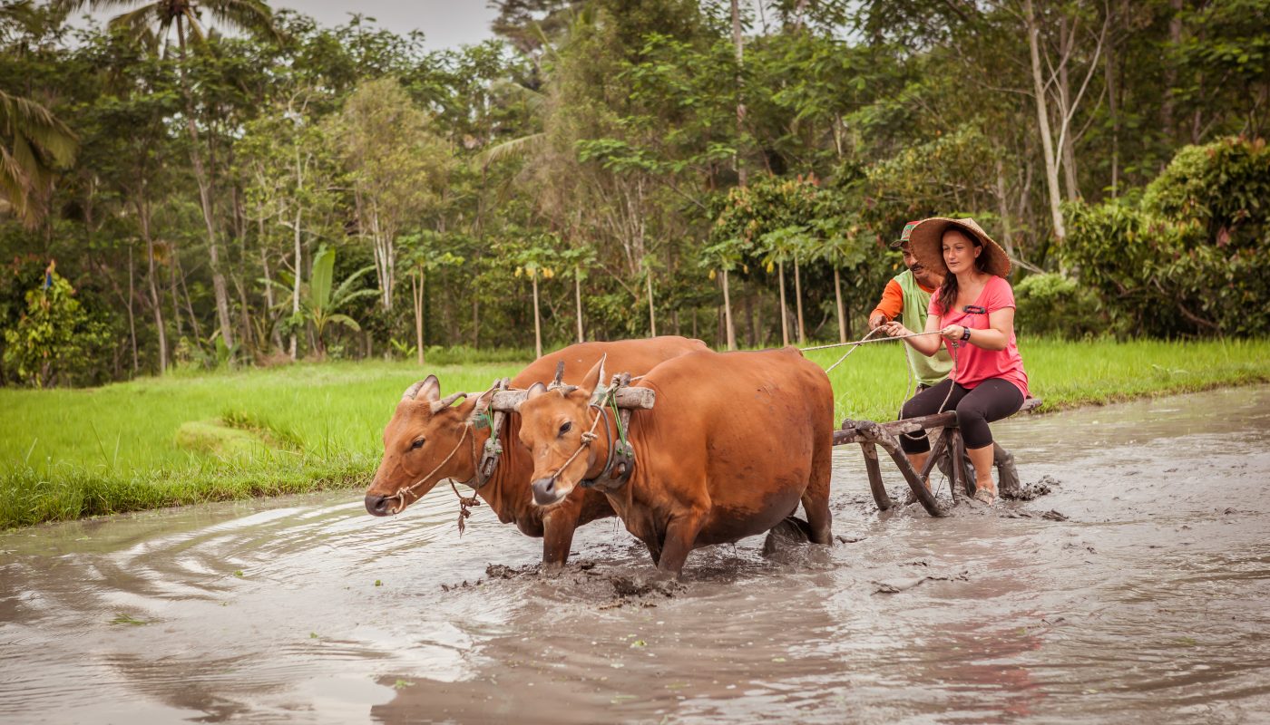 Rice field & farm life